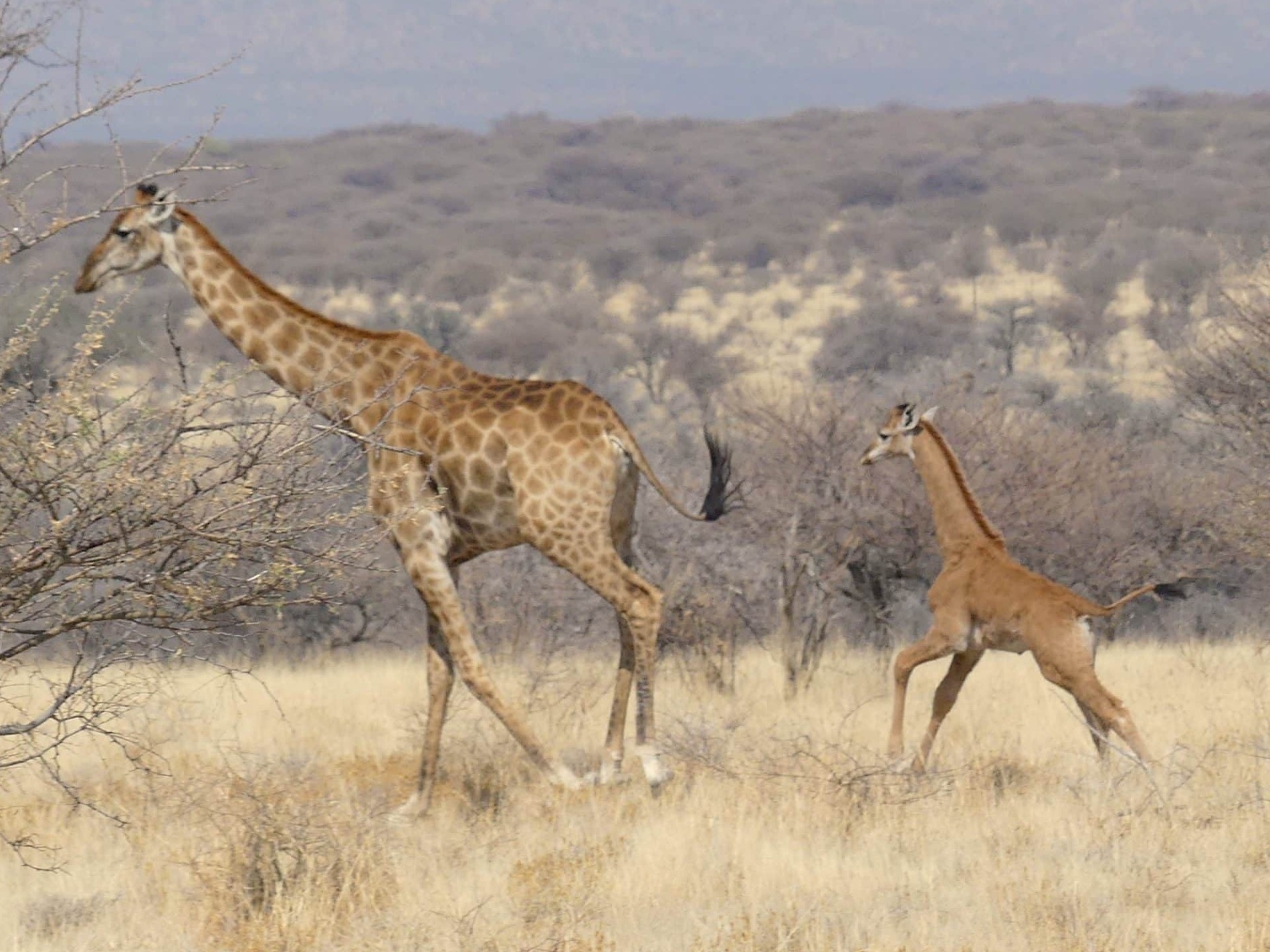 caption: A baby giraffe was discovered in Namibia, Africa, without any spots. The only other known living spotless giraffe was born at a zoo in Tennessee in late July.