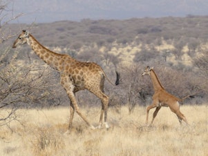 caption: A baby giraffe was discovered in Namibia, Africa, without any spots. The only other known living spotless giraffe was born at a zoo in Tennessee in late July.