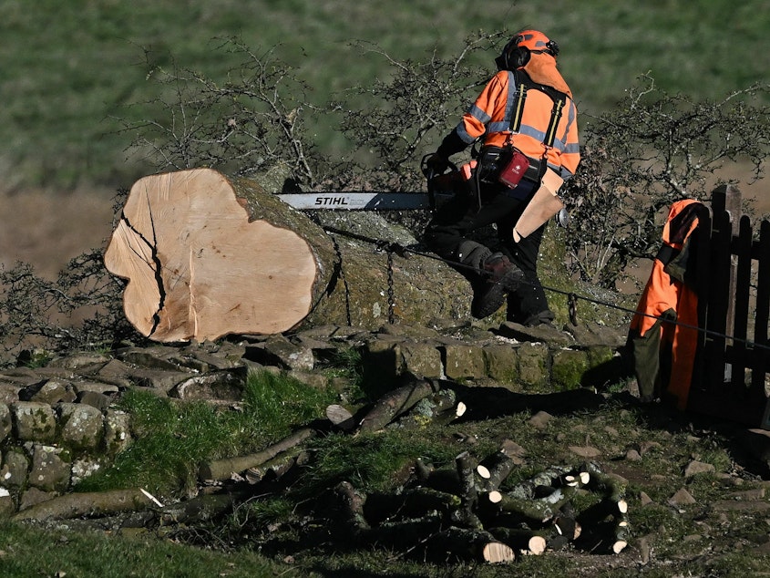 caption: The vandalism that brought the Sycamore Gap tree down also harmed a UNESCO World Heritage Site: Hadrian's Wall. In this October photo, a worker used a chainsaw to cut up the tree so its trunk could be removed.