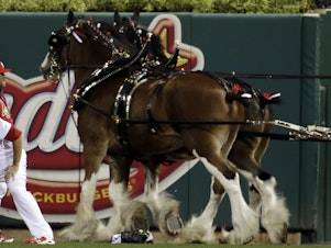 caption: The practice known as tail docking artificially shortens a horse's tail. Budweiser says it has stopped the practice on its signature Clydesdales, seen here in 2012.