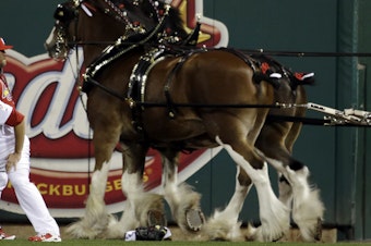 caption: The practice known as tail docking artificially shortens a horse's tail. Budweiser says it has stopped the practice on its signature Clydesdales, seen here in 2012.