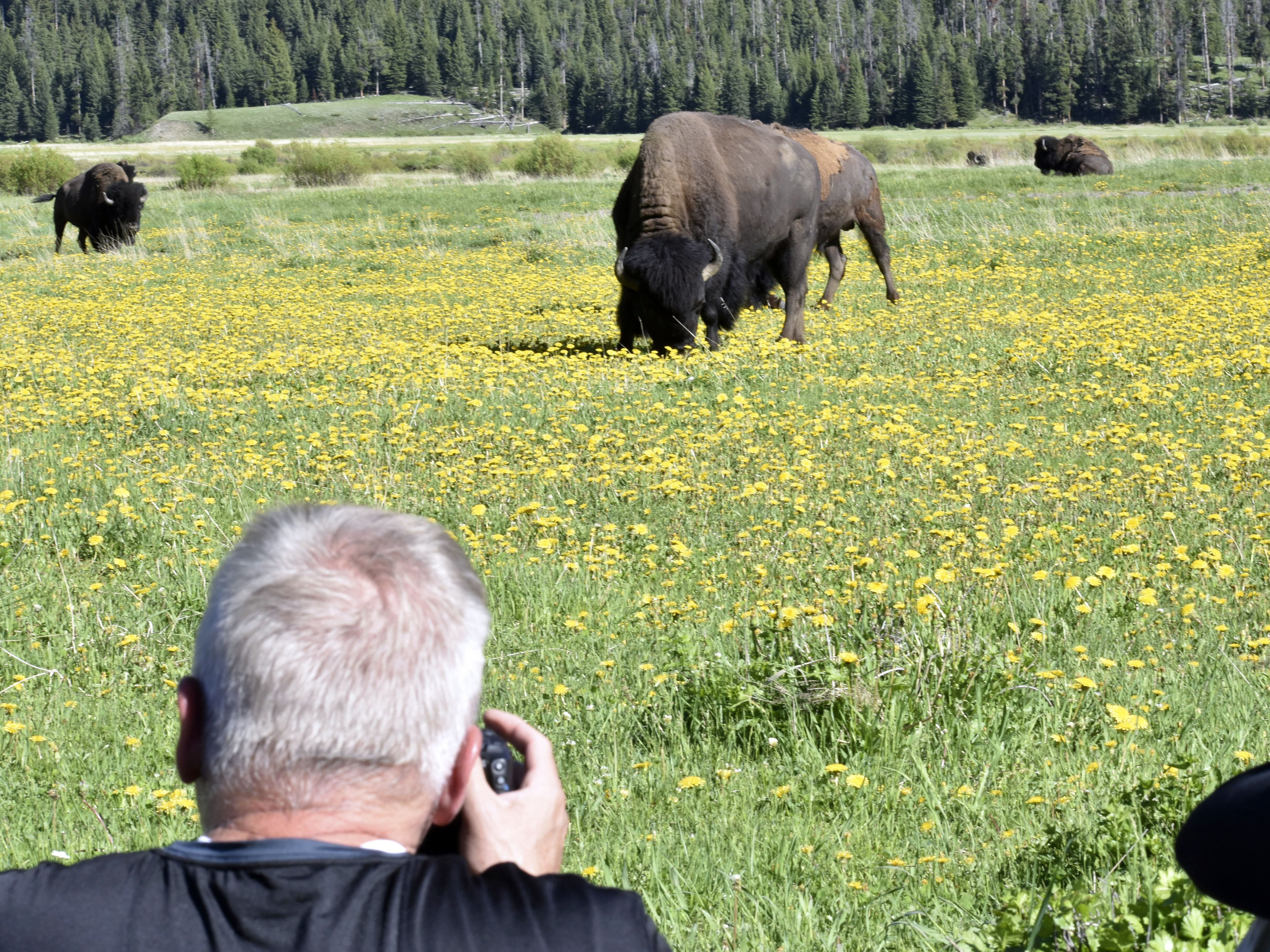 caption: A visitor xtakes photographs of bison in Yellowstone National Park on June 13.