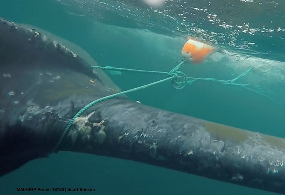 caption: Responders cut Dungeness crab fishing gear off this humpback whale in Monterey Bay in 2016.