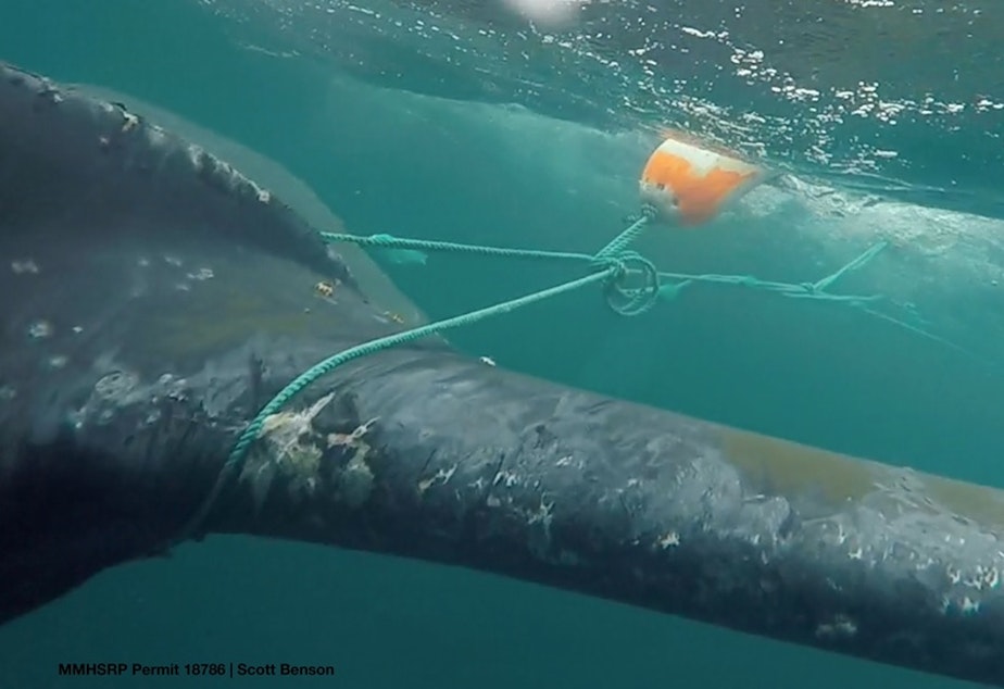 Responders cut Dungeness crab fishing gear off this humpback whale in Monterey Bay in 2016.
