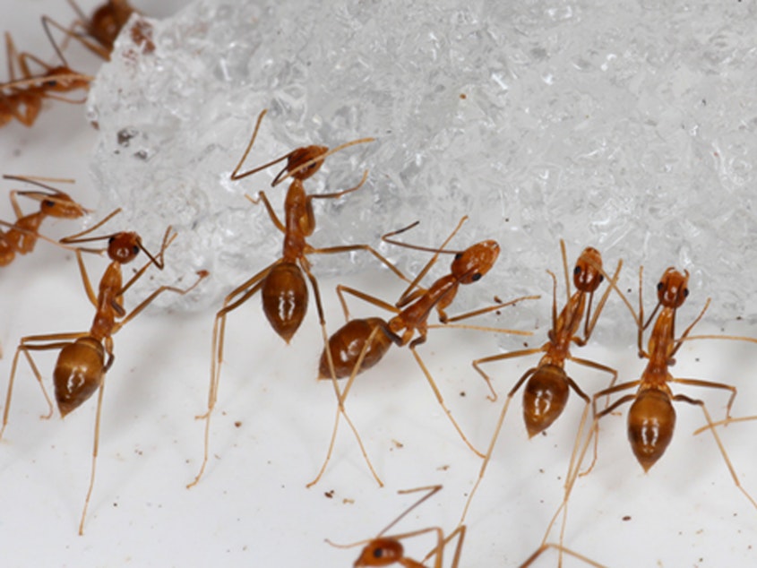caption: In this photo provided by the U.S. Fish and Wildlife Service, yellow crazy ants are seen in a bait testing efficacy trial at the Johnston Atoll National Wildlife Refuge in December, 2015. An invasive species known as the yellow crazy ant has been eradicated from the remote U.S. atoll in the Pacific.