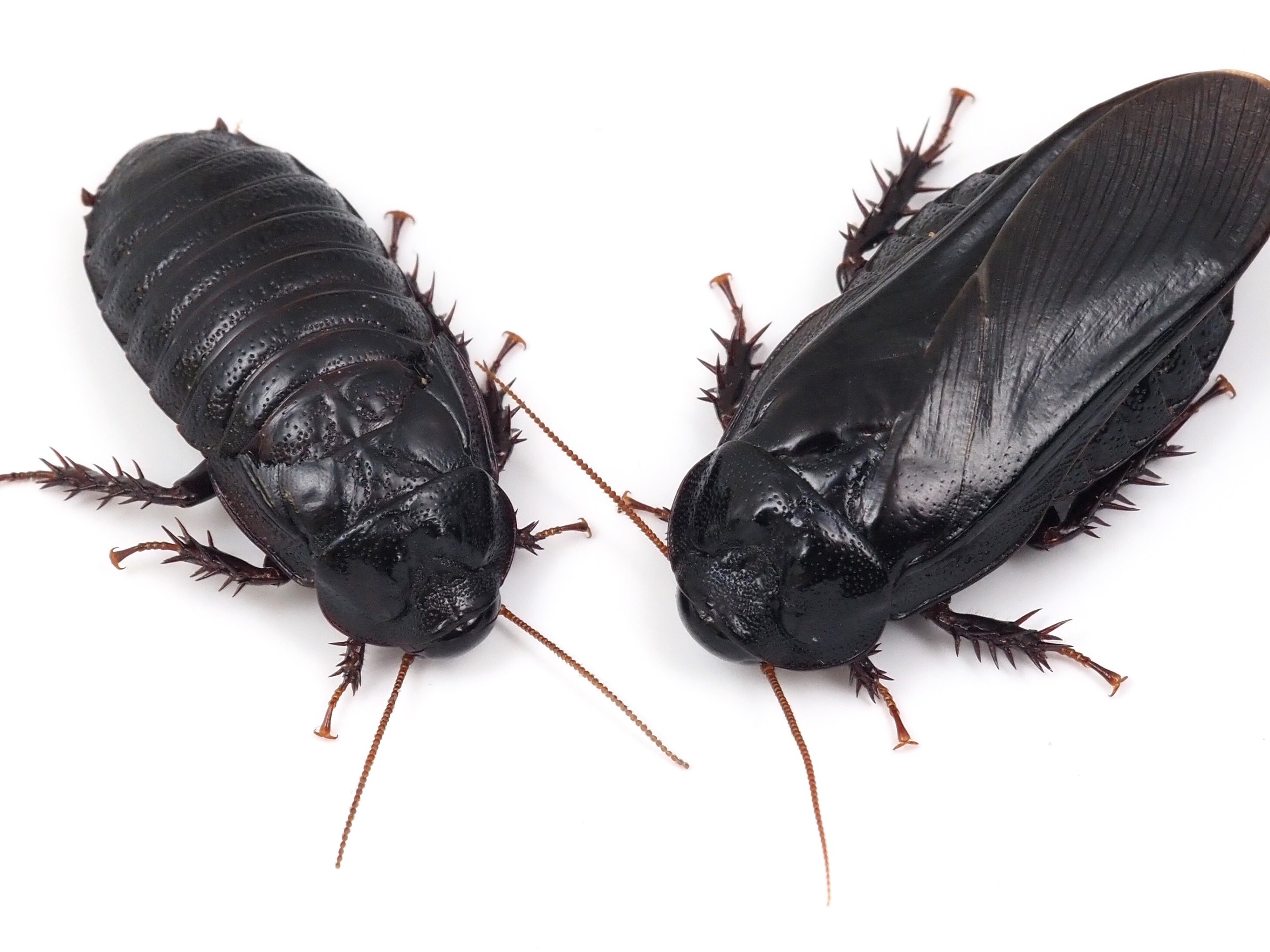 caption: A new paper in the journal Royal Society Open Science describes evidence that the wood-feeding cockroach <em>Salganea taiwanensis</em> may engage in a behavior known as pair bonding.