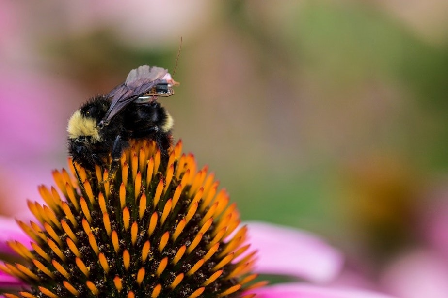 caption: Computer scientists and engineers at the University of Washington have created a sensor package that is small enough to ride aboard a bumblebee.