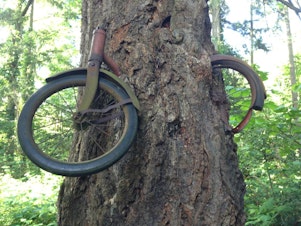 caption: Residents believe that someone hung this children's bicycle on a tree branch in the 1950s, and the tree then grew around it.