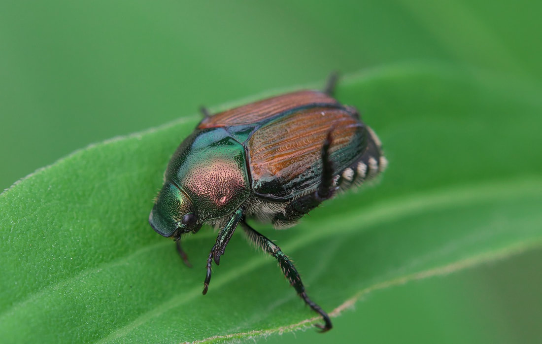 caption: A Japanese beetle perches on a leaf.