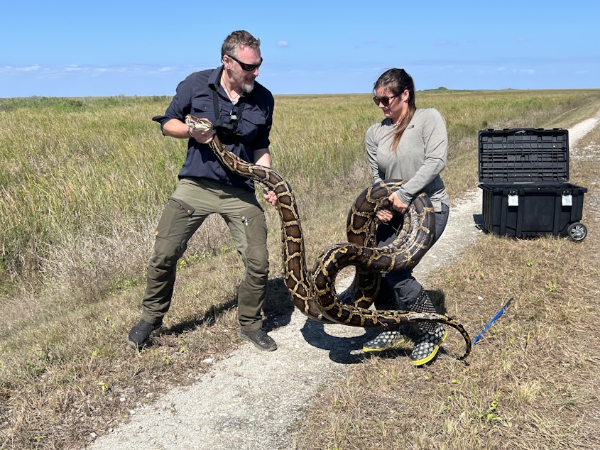 caption: Host of The Wild Chris Morgan (left) and Sam Smith (right), wildlife biologist at the University of Florida, hold an invasive python in the Florida Everglades. 