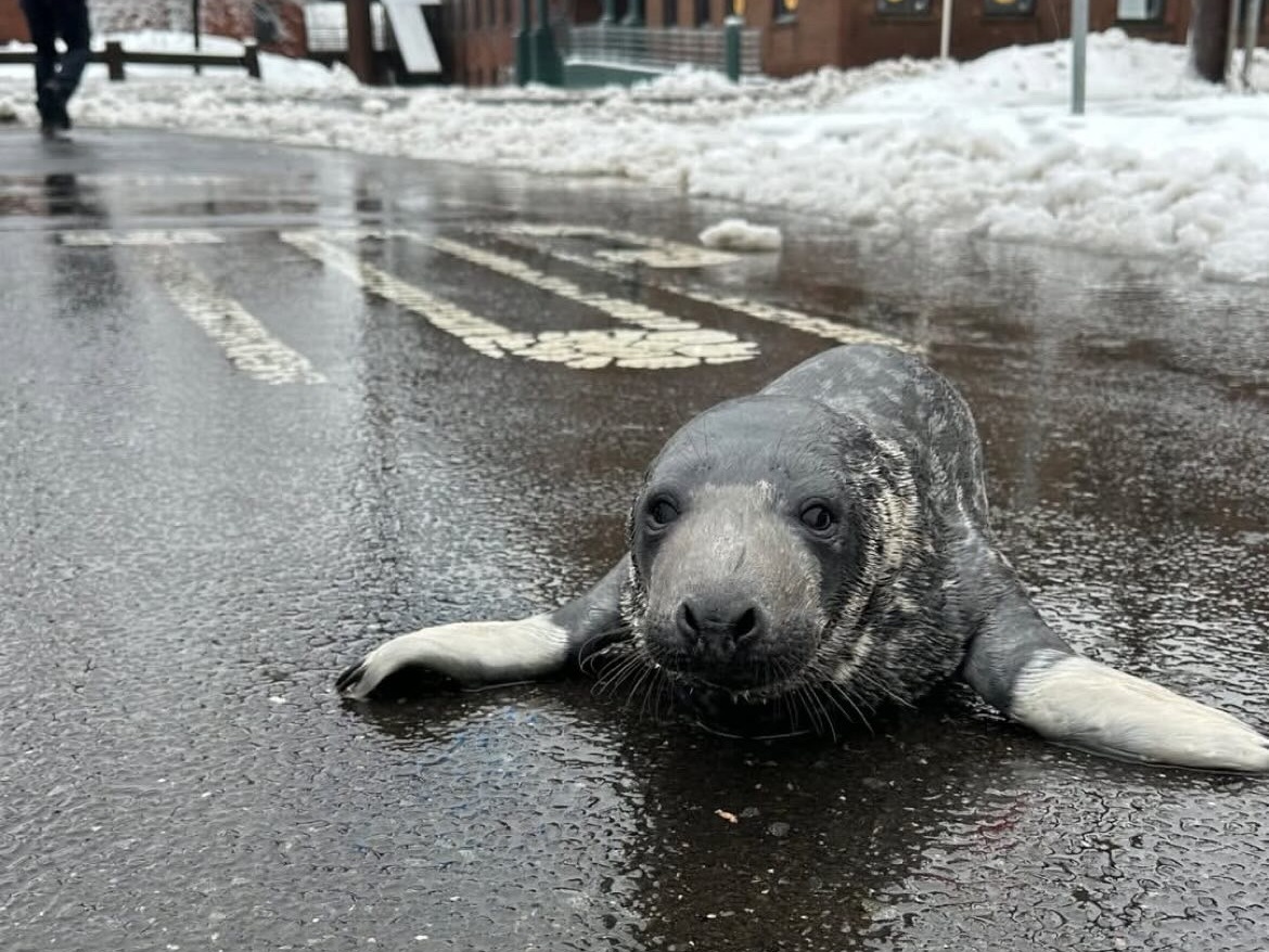 caption: A baby seal was rescued in New Haven, Conn., over the weekend. The pup, believed to be a few weeks old, is now recovering at the nearby Mystic Aquarium.
