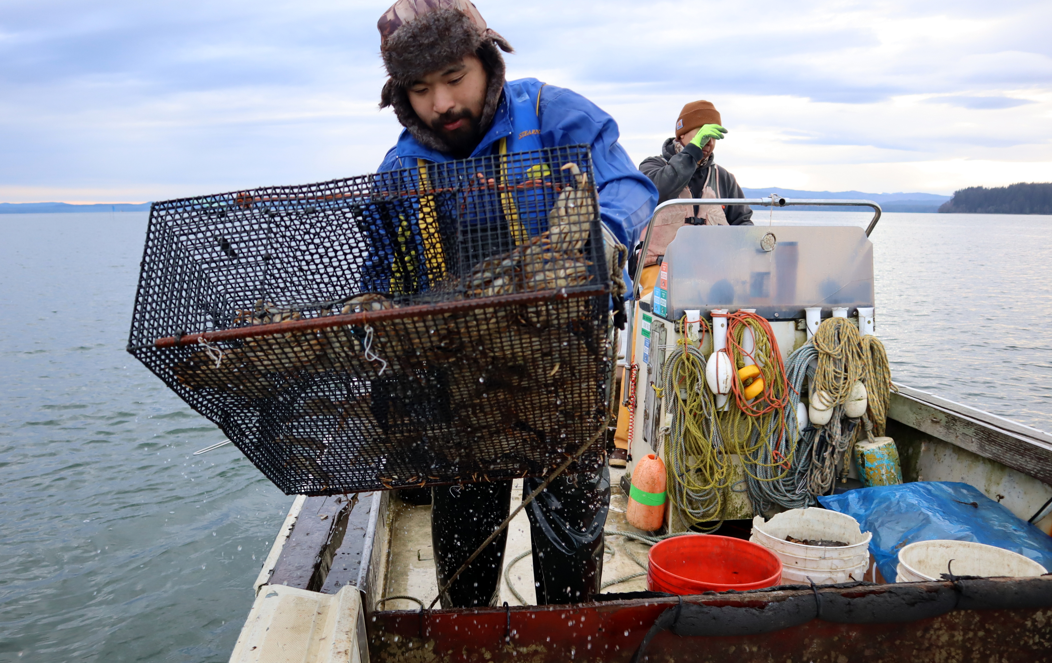 caption: Fisherman Djomar Hora examines a trap used to capture invasive European green crabs just outside the Port of Peninsula harbor in Nahcotta, Washington.