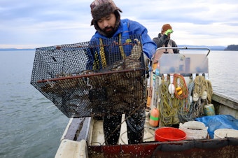 caption: Fisherman Djomar Hora examines a trap used to capture invasive European green crabs just outside the Port of Peninsula harbor in Nahcotta, Washington.