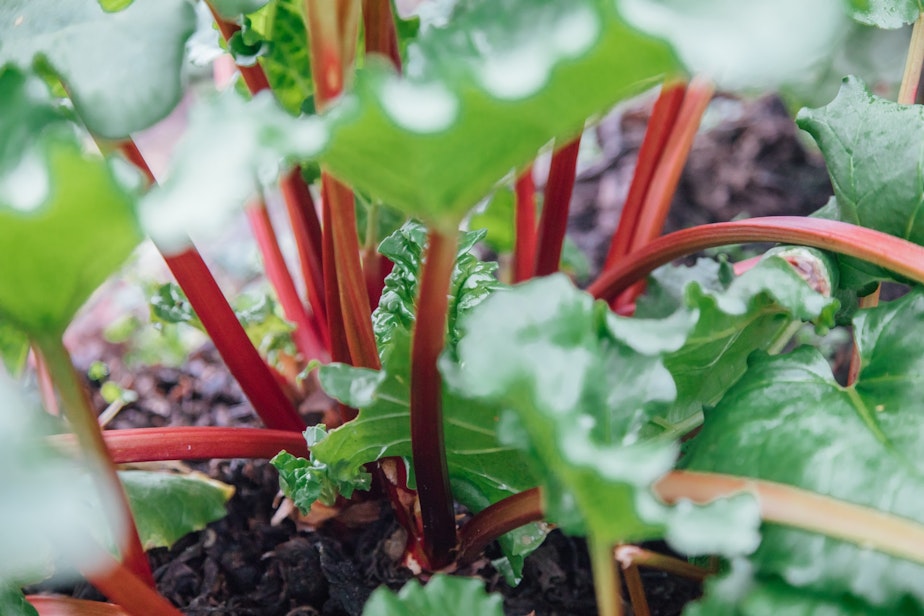 caption: This rhubarb is just waiting to become a crumble that you make all by yourself.