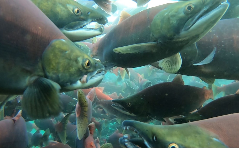 caption: Throngs of sockeye salmon in Alaska's Little Togiak Lake,  Bristol Bay watershed, in August 2019