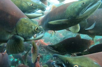 caption: Throngs of sockeye salmon in Alaska's Little Togiak Lake,  Bristol Bay watershed, in August 2019