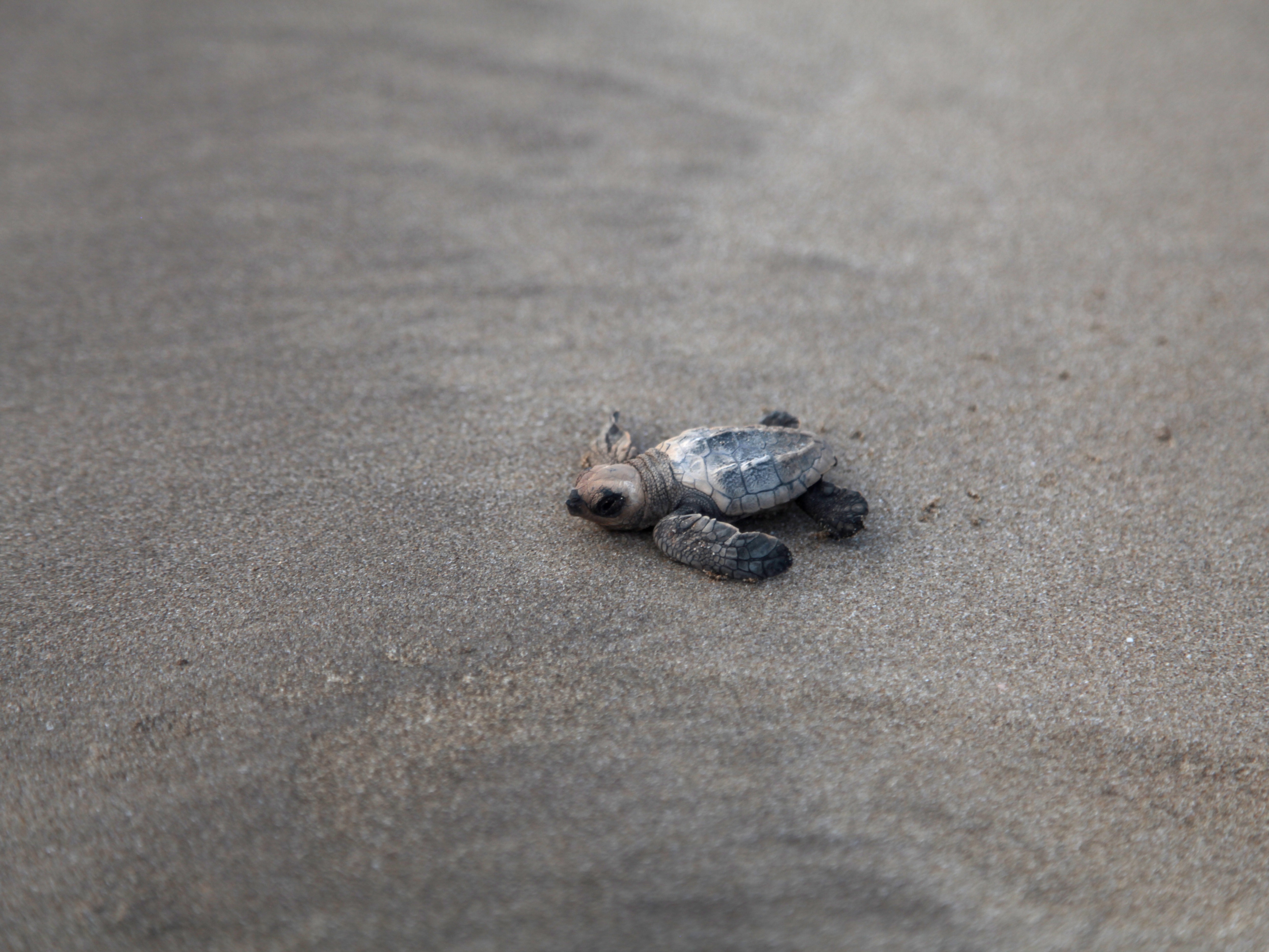 caption: An olive ridley sea turtle hatchling lurches along the sand to the sea in Velas, India.