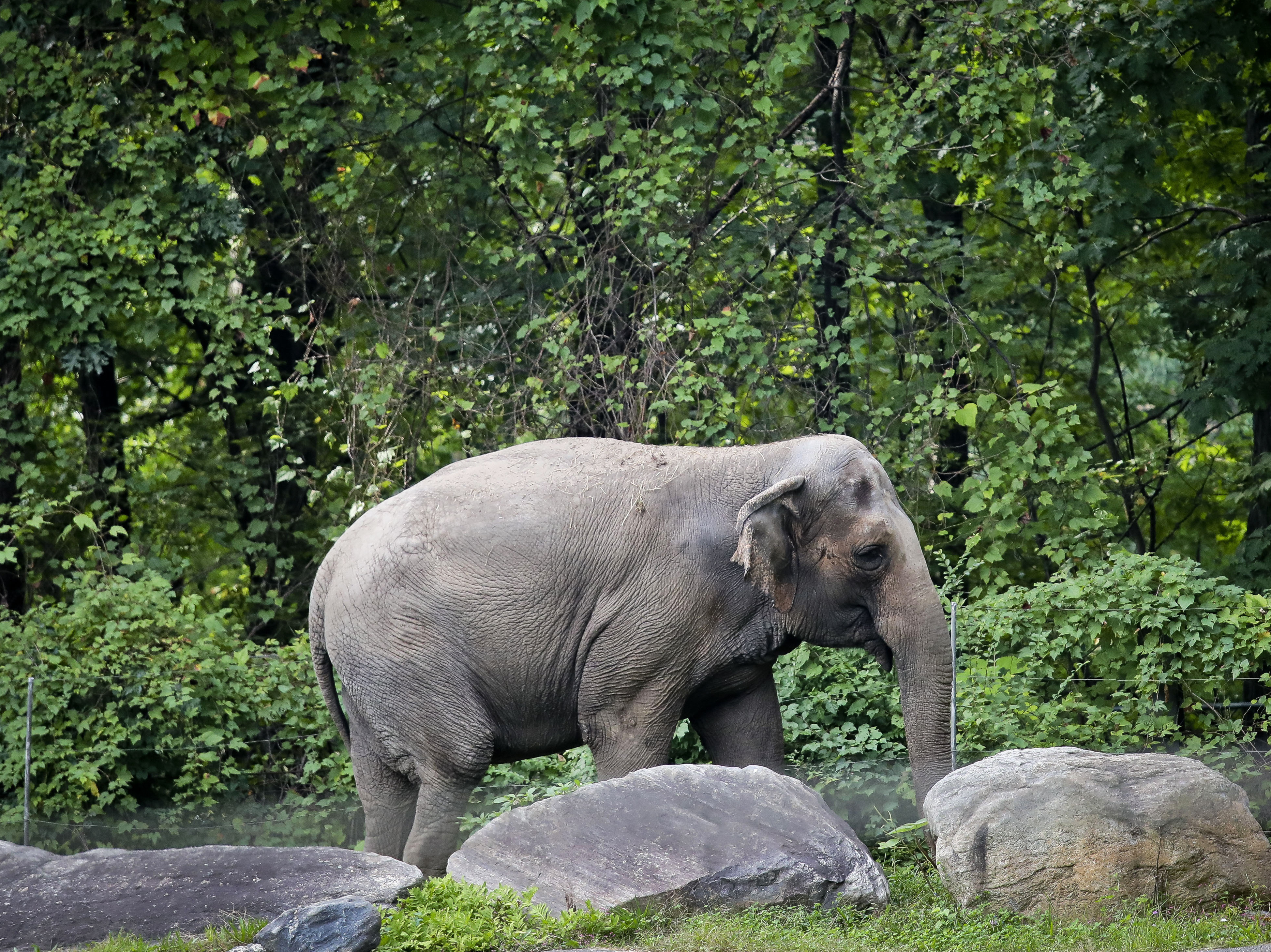 caption: Bronx Zoo elephant Happy strolls inside the zoo's Asia habitat in New York in 2018.