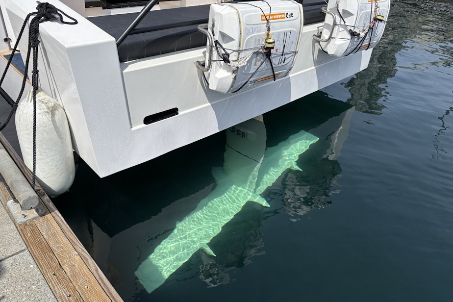 caption: A foil is visible beneath the water's surface on this Artemis boat docked on Seattle's waterfront