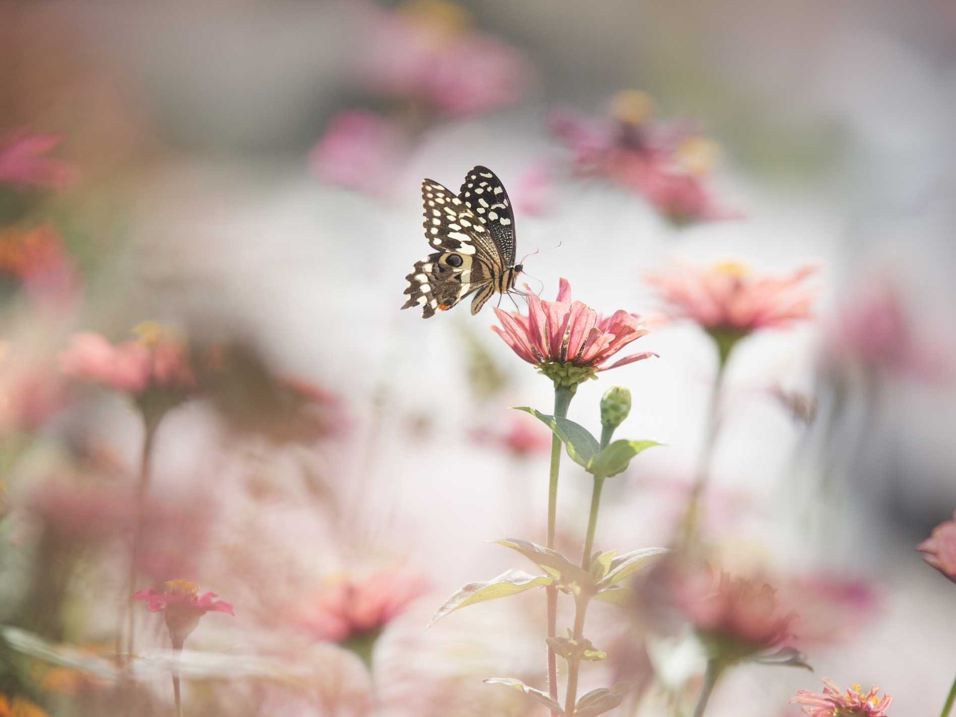 caption: A new report finds butterfly populations are declining in the U.S.