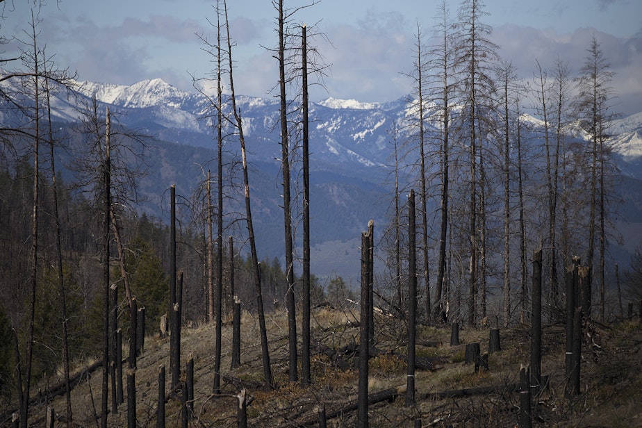 caption: An area burned in the Carlton Complex fire is visible on Tuesday, April 23, 2019, along Highway 20 near Loup Loup Ski Bowl, east of Twisp, Washington.