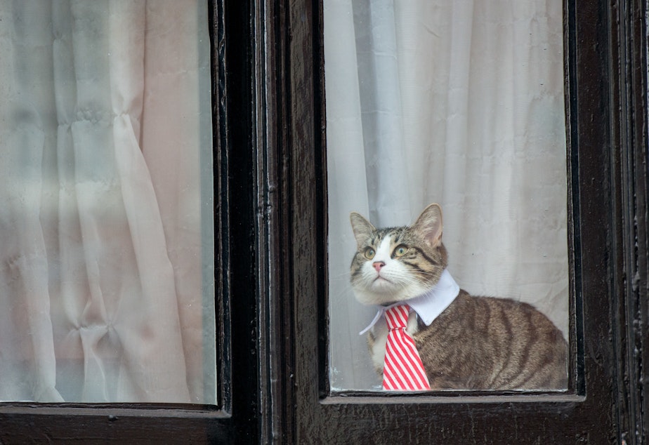 Julian Assange's cat wears a striped tie and white collar as it looks out the window of the Ecuadorian Embassy in London in 2016.