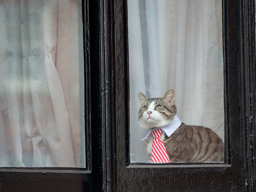 caption: Julian Assange's cat wears a striped tie and white collar as it looks out the window of the Ecuadorian Embassy in London in 2016.