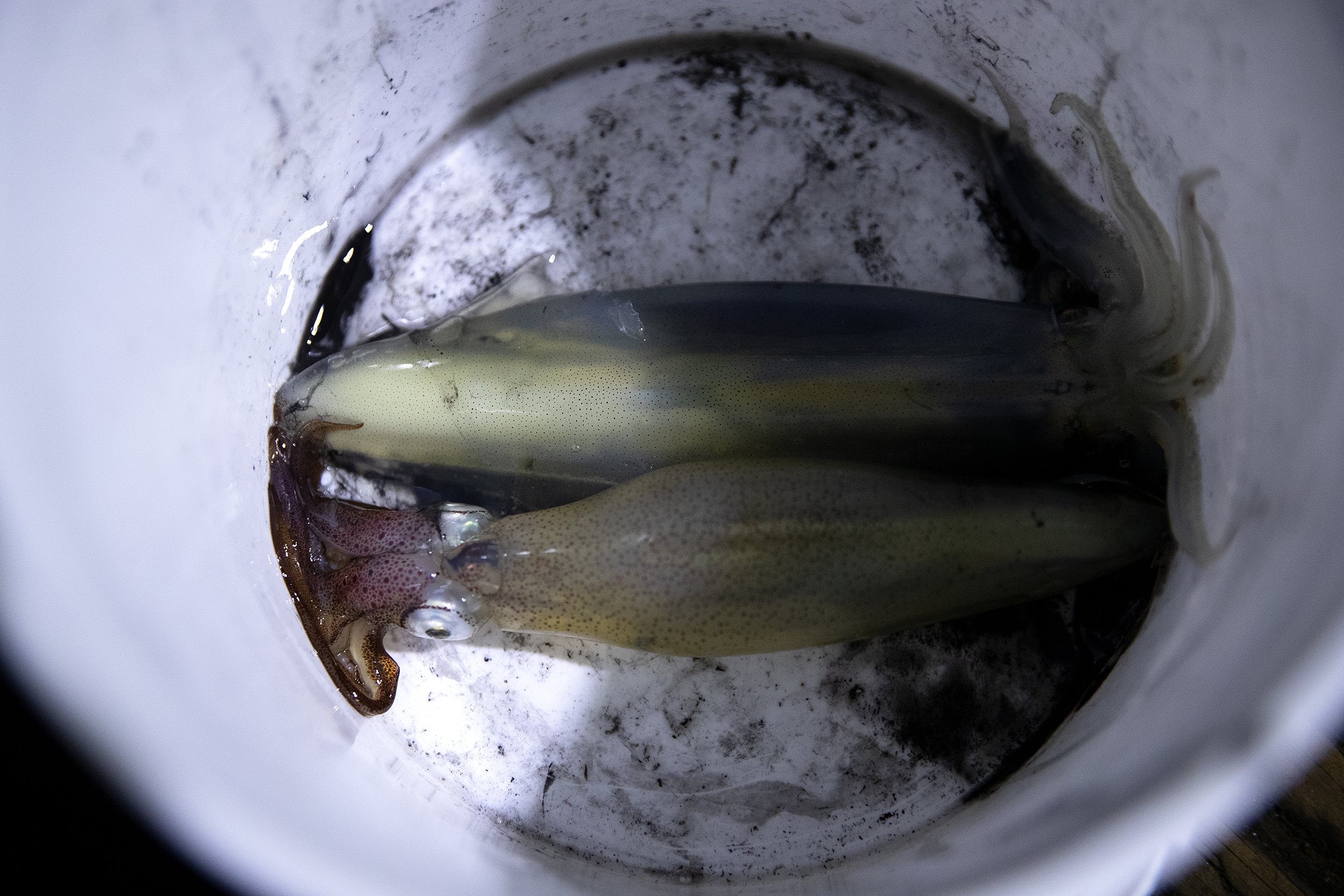 KUOW - Photos: Squidding From Tacoma's Les Davis Pier