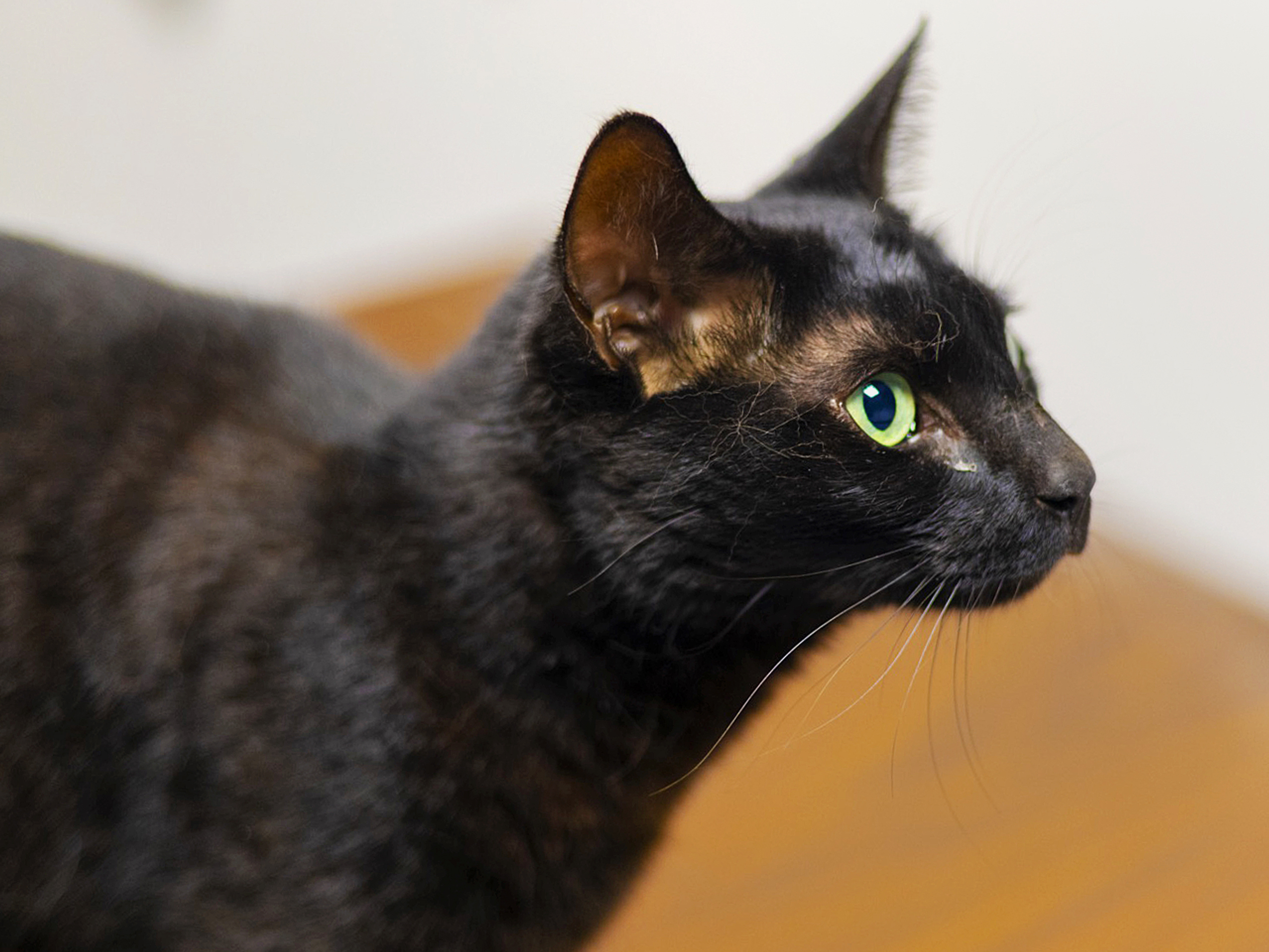 caption: Rowdy the cat is shown here after being captured on Wednesday at Logan Airport in Boston. The cat escaped her cage as her family was returning to the U.S. after an Army deployment to Germany.