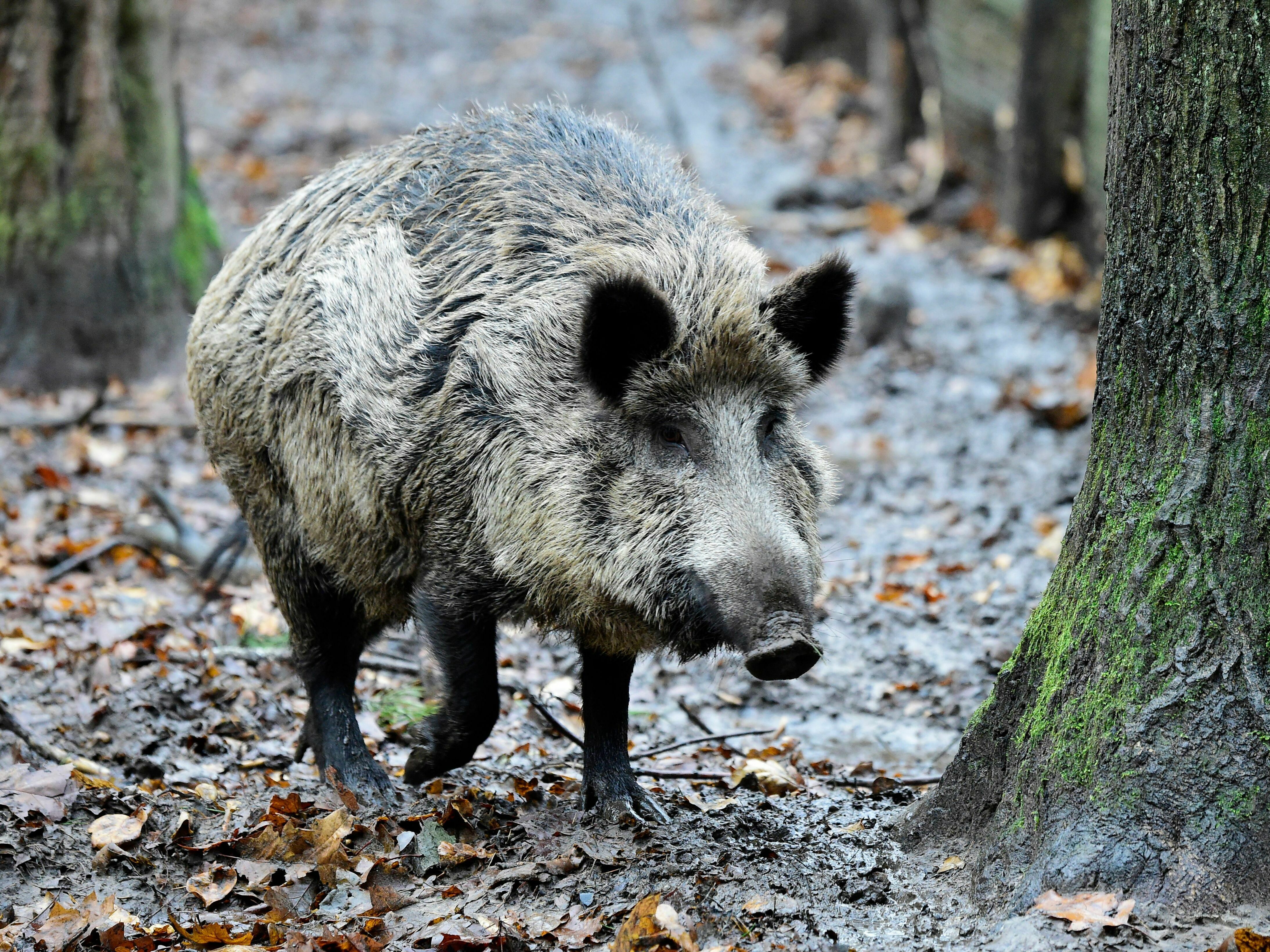 caption: A wild boar is pictured in Berlin in November 2017. This week, local officials in a nearby suburb said they confused one of these animals for a lioness, prompting them to ask residents to stay inside as they searched for the animal.