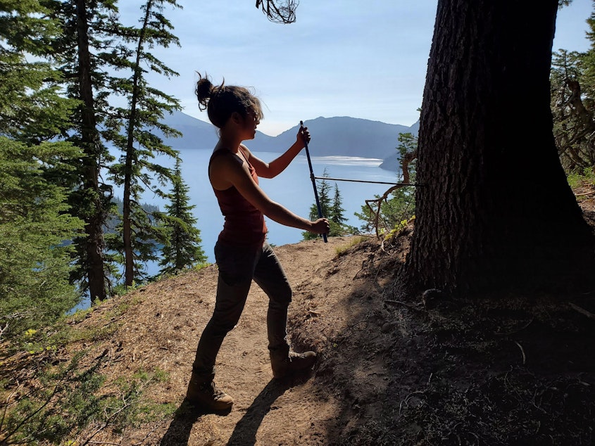caption: Tree-ring researcher Karen Heeter takes a core sample from a mountain hemlock at Oregon's Crater Lake National Park, where at least one tree dated to the 1300s.