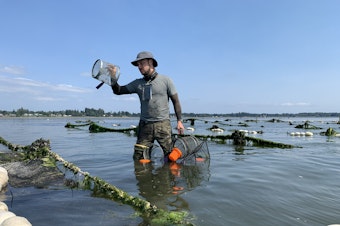 caption: Antonio Jones of the Northwest Straits Commission traps green crabs on an oyster farm in Drayton Harbor, near Blaine, Washington, in June 2021.