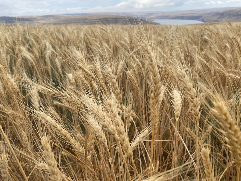 caption: A field of wheat stands straight up and lovely just uphill from the Snake River outside of Windust, Washington – but tall standing wheat can also mean that the heads are not laden with heavy grain.