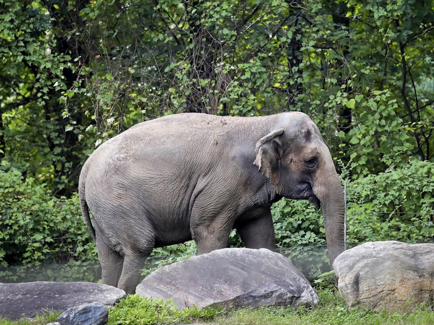 caption: Bronx Zoo elephant "Happy" strolls inside the zoo's Asia habitat in New York on Oct. 2, 2018.