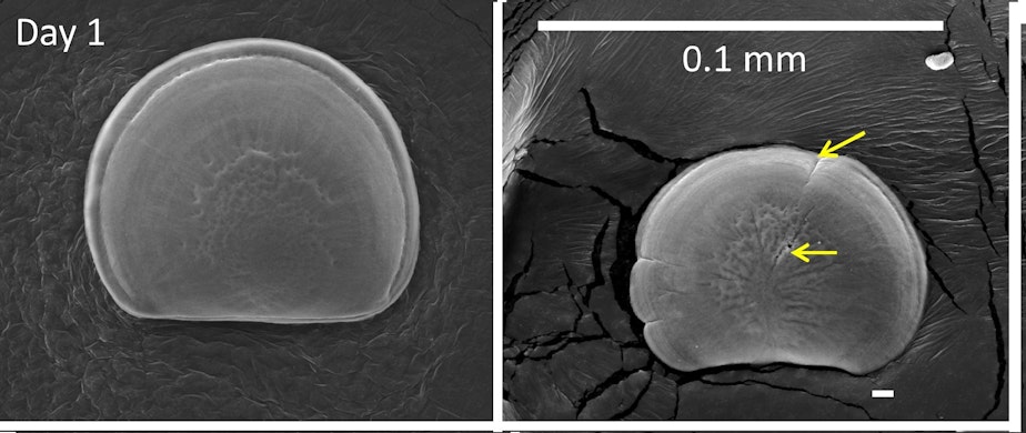 caption: Image of oyster, day 1 post-fertilization under normal (left) and acidified conditions.