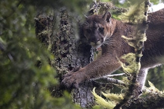 caption: A 175 pound male cougar named Moses stands in a tree on the Olympic Peninsula. 