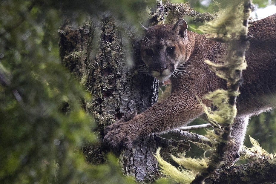 caption: A 175 pound male cougar named Moses stands in a tree on the Olympic Peninsula. 