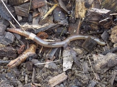 caption: Crazy worms — an invasive species from Asia — pose a threat to forests, scientists say. The worms can thrash around so violently that they can jump out of a person's hand. They also lose their tail — on purpose.