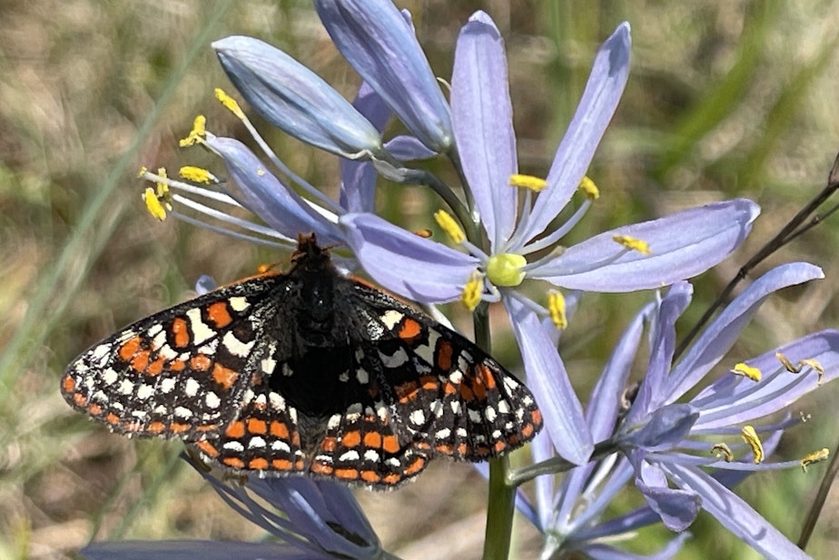 caption: A Taylor's checkerspot butterfly perches on a camas flower at Scatter Creek Wildlife Area in Thurston County, Washington, on April 30, 2025.