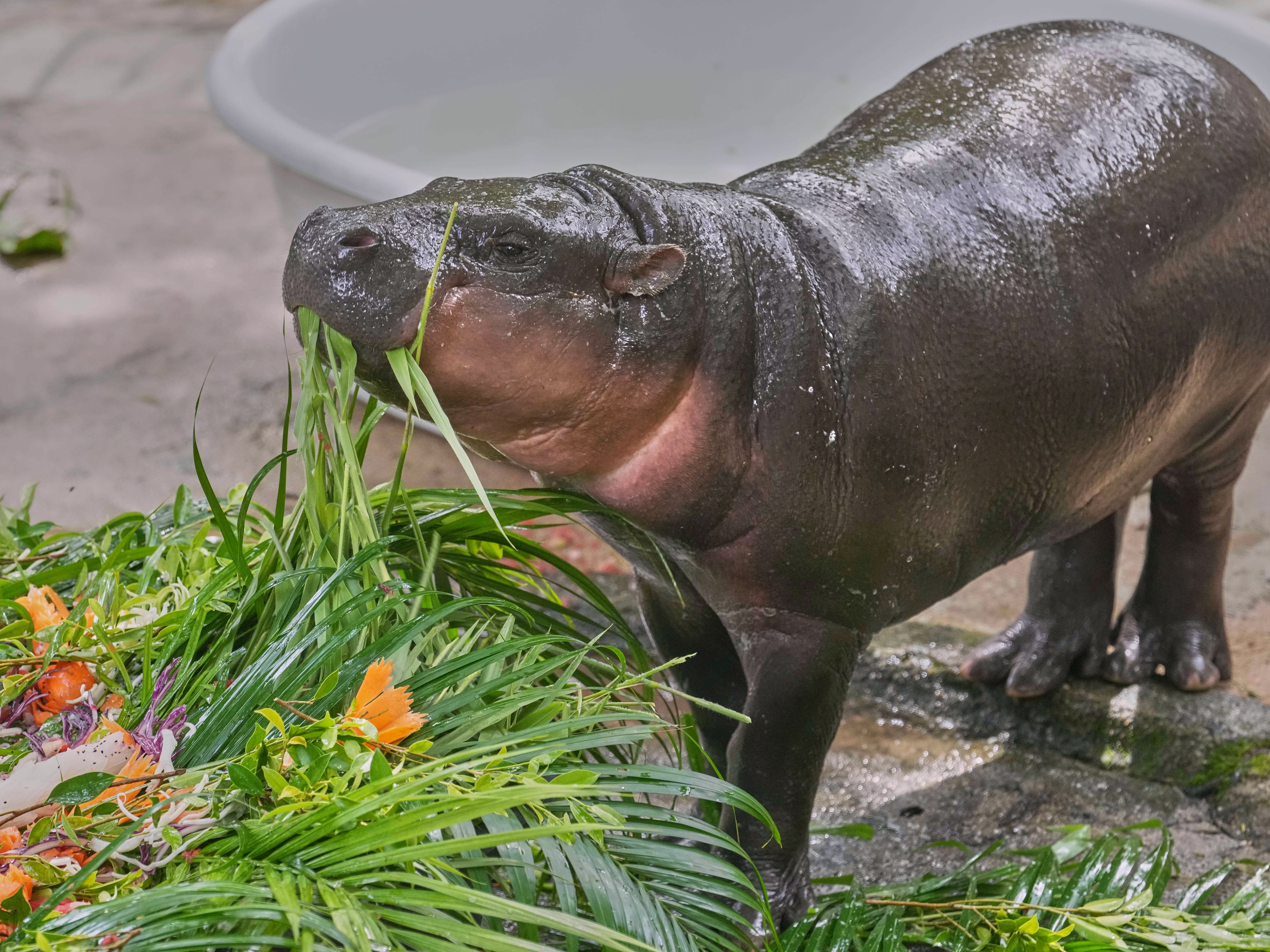 caption: Baby pygmy hippo Moo Deng eats fruit presented for her first birthday celebration at the Khao Kheow Open Zoo in Chonburi province, Thailand, Thursday.