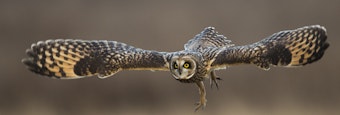caption: With their large silent wings and sensitive hearing, short-eared owls can glide through the air, sensing and capturing voles they may never even see.
