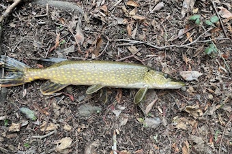 caption: A northern pike fish caught in a pond on Limekiln Preserve on San Juan Island. The fish is an invasive species that Washington state wildlife officials have been watching out for. 