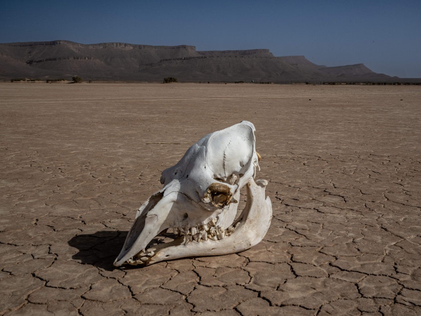 caption: A new study in the journal <em>Nature Geoscience </em>predicts that 250 million years from now, a supercontinent formed around the equator will be too hot for mammals to survive.