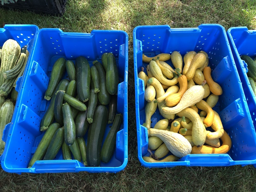 caption: Local gardeners share their bounty at Food is Free Tacoma. 