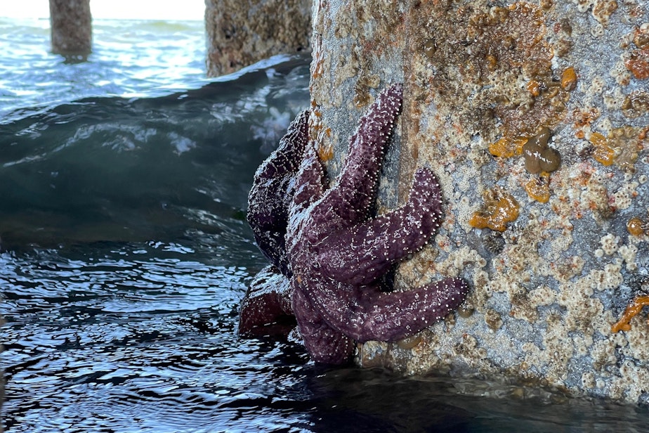caption: A pair of ochre stars cling to a piling beneath the Washington State Ferries dock in Edmonds on June 6.