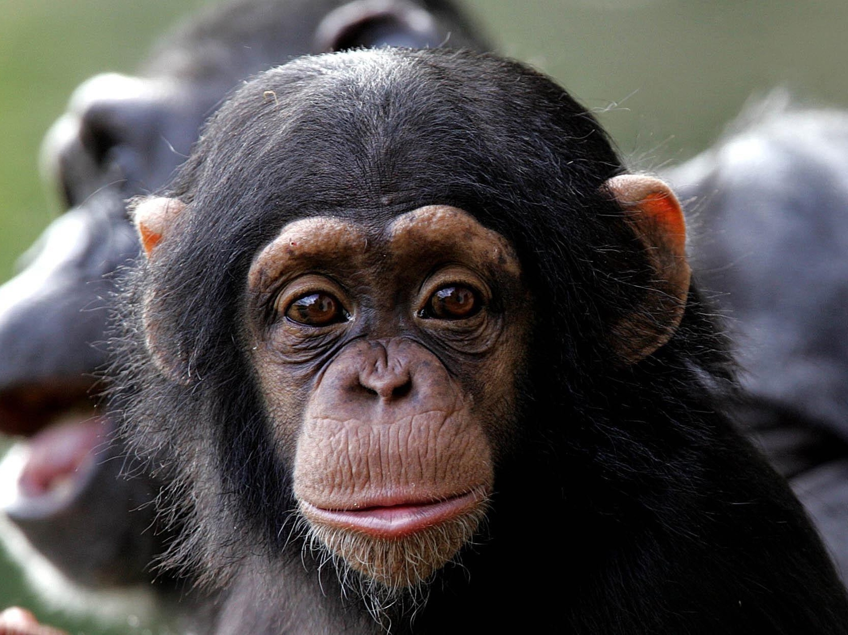 caption: A baby chimpanzee sits with mother at Dublin Zoo on Sept. 21, 2005.