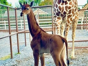 caption: Brights Zoo in Limestone, Tenn., shared this photo on its Facebook page of its new baby giraffe born without spots. It may be the only solid-colored reticulated giraffe on Earth.