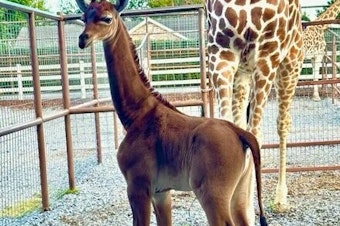 caption: Brights Zoo in Limestone, Tenn., shared this photo on its Facebook page of its new baby giraffe born without spots. It may be the only solid-colored reticulated giraffe on Earth.