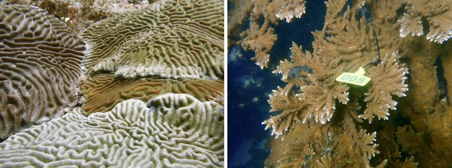 caption: Brain coral, left, and endangered elkhorn coral on a reef near Tela, Honduras, grow in water where temperatures hover around 88 degrees.
