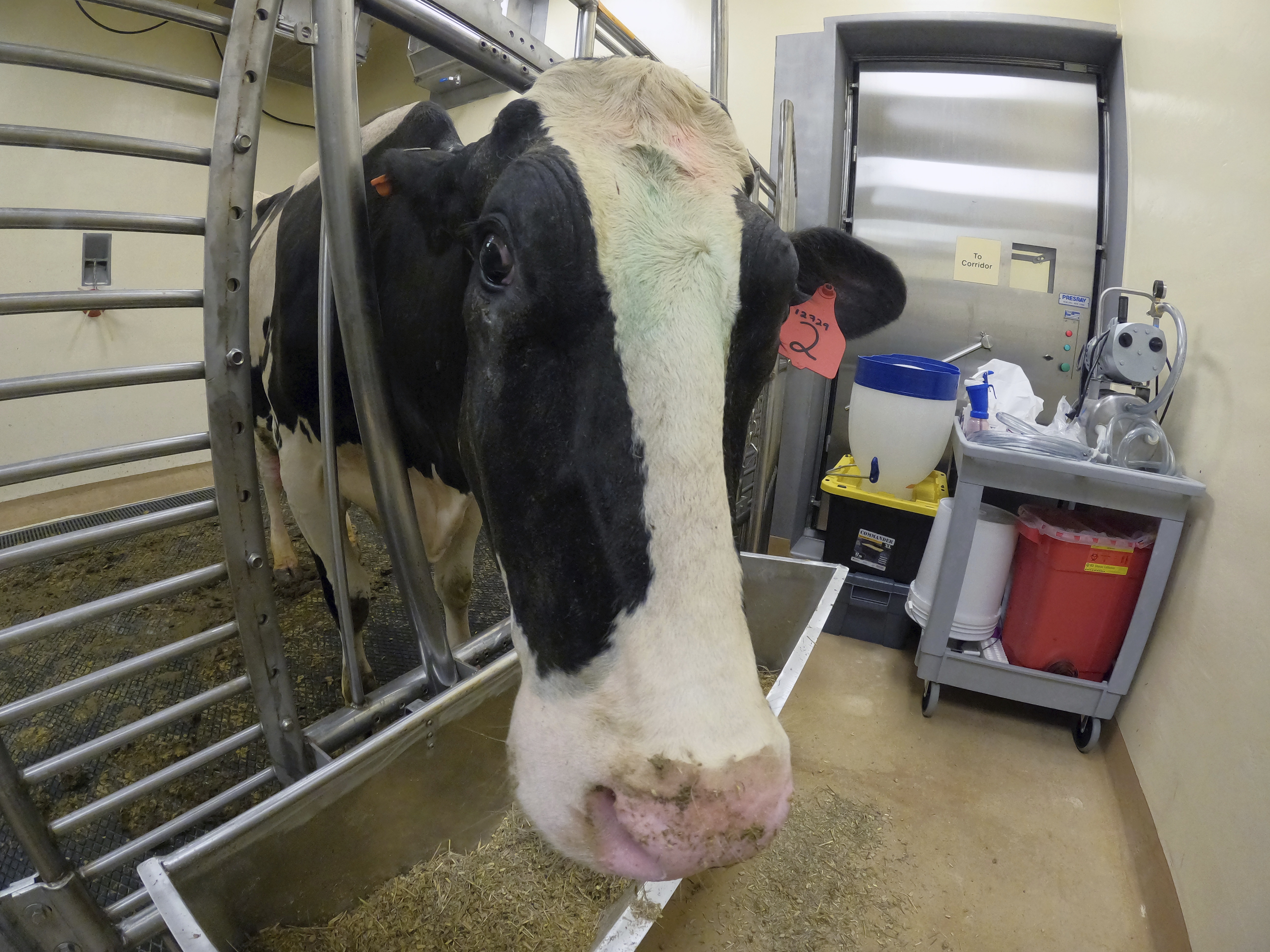 caption: In this photo provided by the U.S. Department of Agriculture, a lactating dairy cow stands in a pen after inoculation against bird flu at the National Animal Disease Center research facility in Ames, Iowa, on Monday, July 29, 2024.